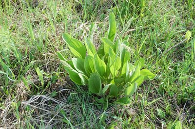 Plantago cornuti, photographed by Alexander Dubynin