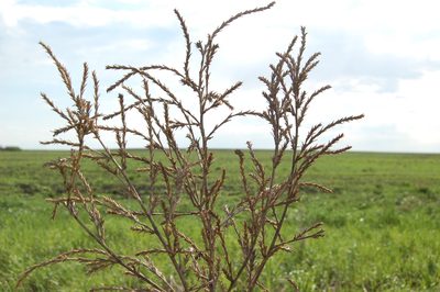 Salsola collina, photographed by Alexander Dubynin