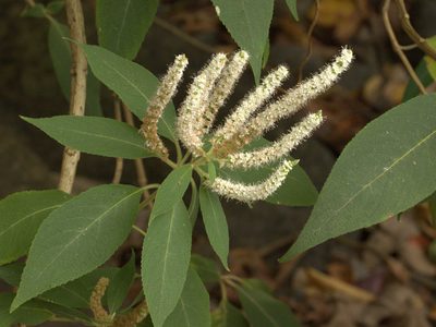 Colebrookea oppositifolia, photographed by Firos AK