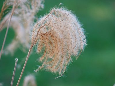 Miscanthus nepalensis, photographed by Jacqui Geux