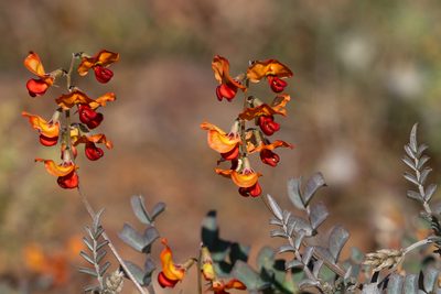 Swainsona stipularis, photographed by Kym Nicolson