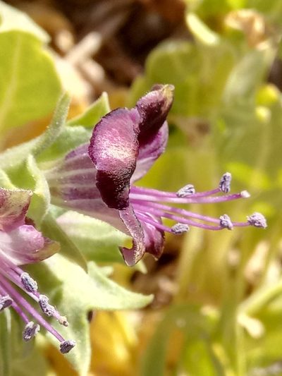 Hyoscyamus muticus, photographed by Karim Haddad