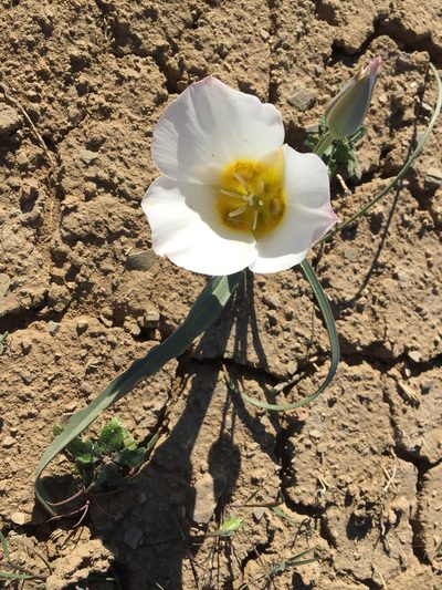 Calochortus ciscoensis, photographed by Robbie Hannawacker