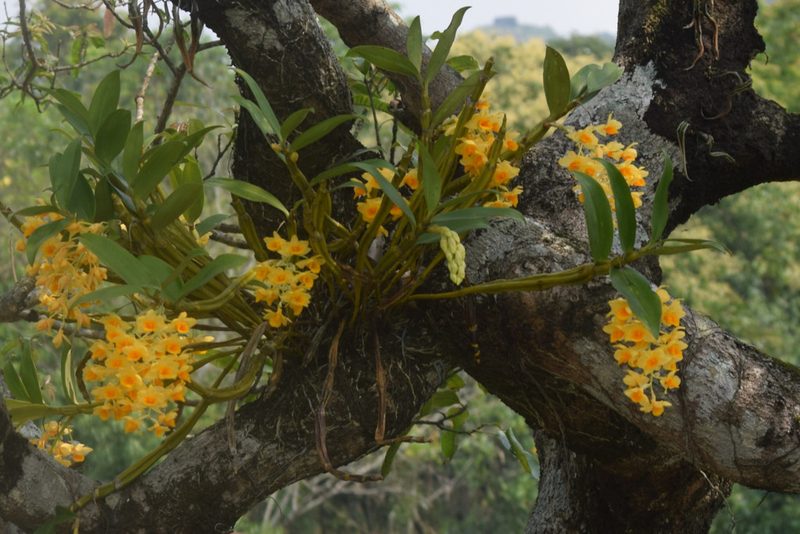 Dendrobium densiflorum, photographed by Rohit