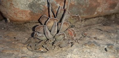 Adromischus cristatus, photographed by Ryan van Huyssteen