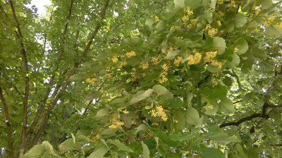 Tilia tomentosa, photographed by SK53