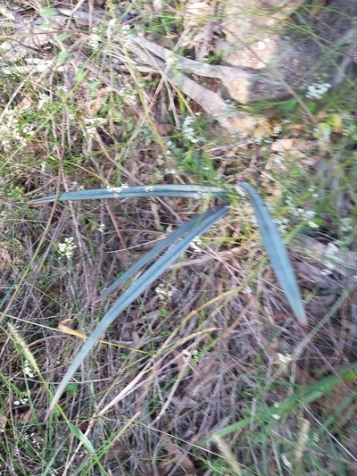 Dianella prunina, photographed by Tim