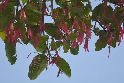 Dipterocarpus intricatus, photographed by Simon Tonge