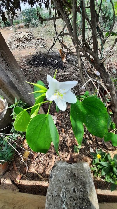 Bauhinia acuminata, photographed by Raja bandi