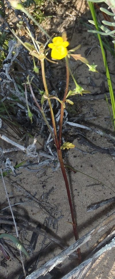 Hemimeris sabulosa, photographed by Nicola van Berkel
