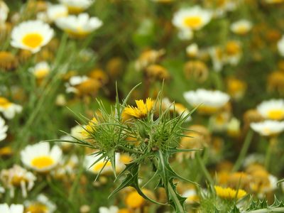 Scolymus maculatus, photographed by Duarte Frade
