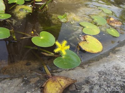 Nymphoides thunbergiana, photographed by Ludwig Muller