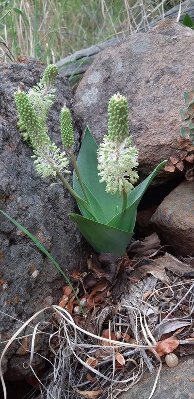 Ledebouria zebrina, photographed by Ryan van Huyssteen