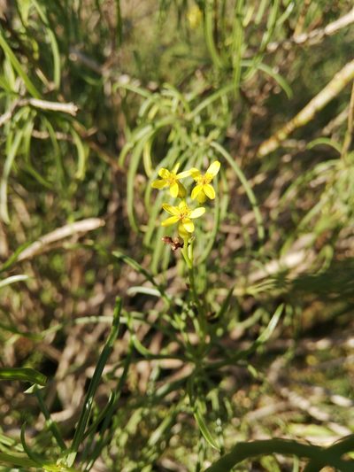Senecio linifolius, photographed by Christiaan Viljoen