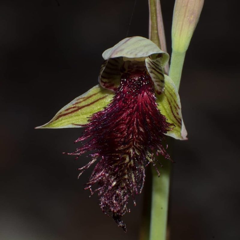 Calochilus stramenicola, photographed by Em Lamond