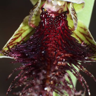 Calochilus stramenicola, photographed by Em Lamond