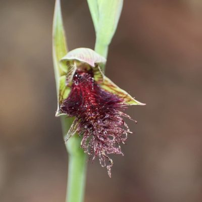 Calochilus stramenicola, photographed by Em Lamond