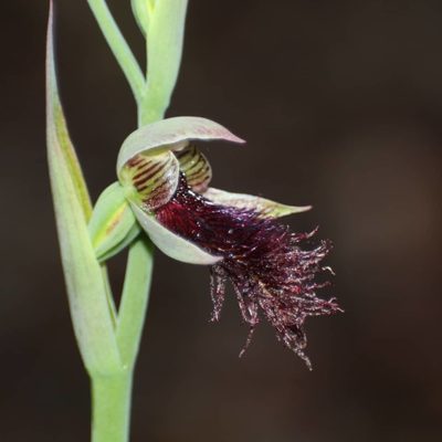 Calochilus stramenicola, photographed by Em Lamond