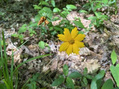 Coreopsis auriculata, photographed by Jesse