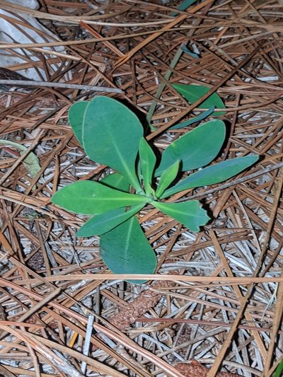 Euphorbia telephioides, photographed by Scott Allen Davis