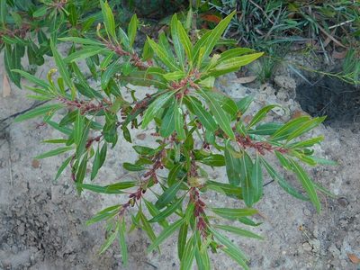 Myrica integra, photographed by Klaus Wehrlin