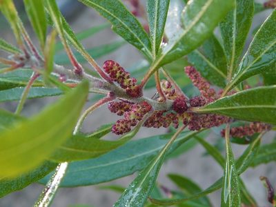 Myrica integra, photographed by Klaus Wehrlin