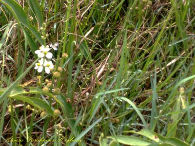 Sagittaria trifolia, photographed by Atousa Farahpour-Haghani