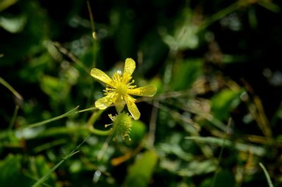 Halerpestes sarmentosa, photographed by Pavel Komkov