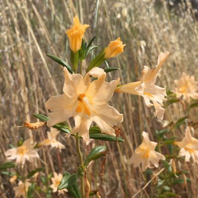 Diplacus grandiflorus, photographed by Ryan Elliott