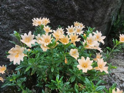 Diplacus grandiflorus, photographed by Ryan Elliott