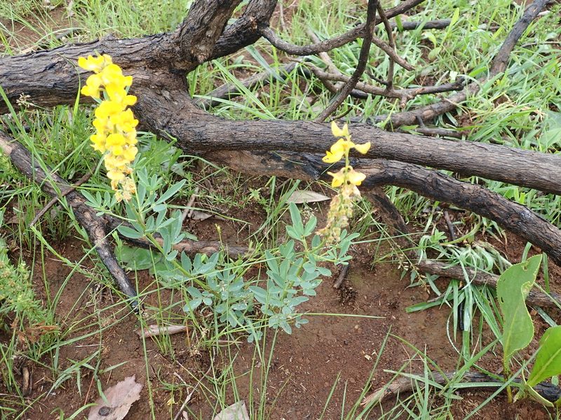 Crotalaria globifera, photographed by Peter Warren
