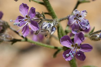 Aliciella pinnatifida, photographed by Cecelia Alexander