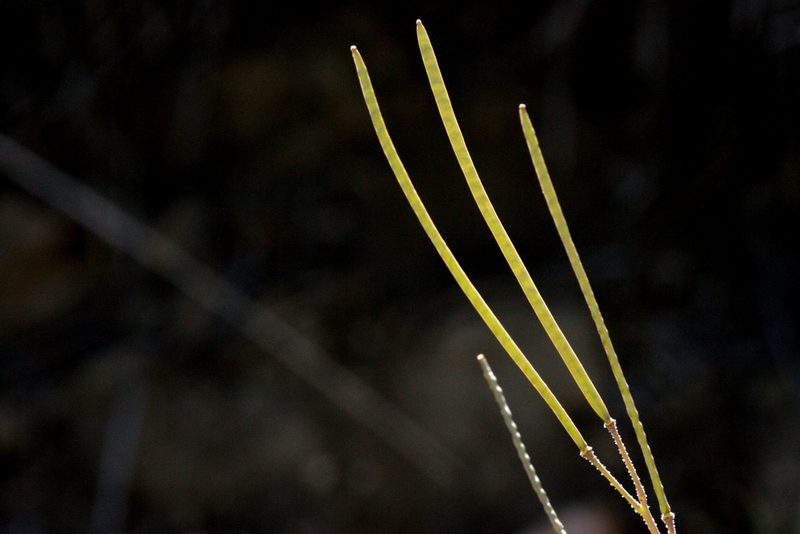 Boechera crandallii, photographed by Cecelia Alexander