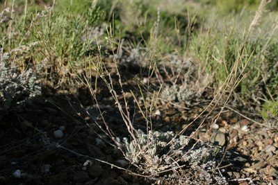 Boechera crandallii, photographed by Cecelia Alexander