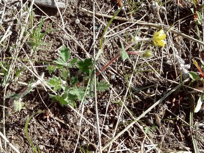 Potentilla arenosa, photographed by Syd Cannings