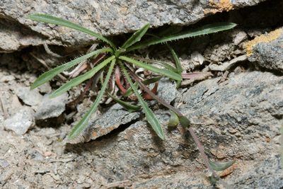 Boechera oxylobula, photographed by Cecelia Alexander