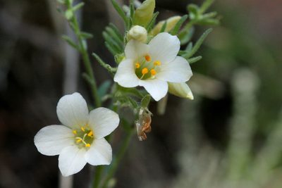 Polemonium brandegeei, photographed by Cecelia Alexander