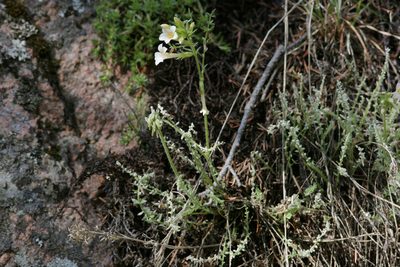 Polemonium brandegeei, photographed by Cecelia Alexander