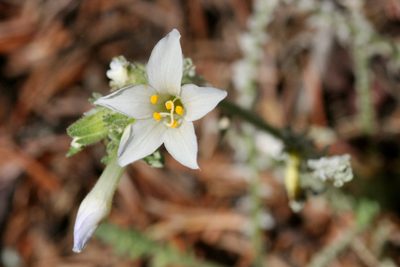 Polemonium brandegeei, photographed by Cecelia Alexander