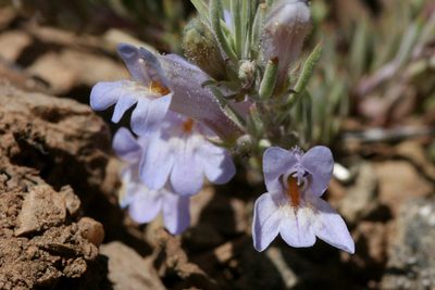 Penstemon caespitosus, photographed by Cecelia Alexander