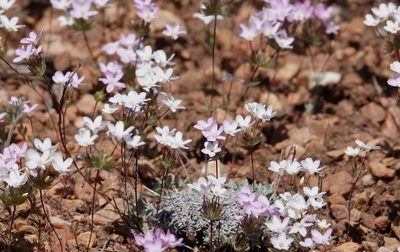 Leptosiphon breviculus, photographed by desertnaturalist