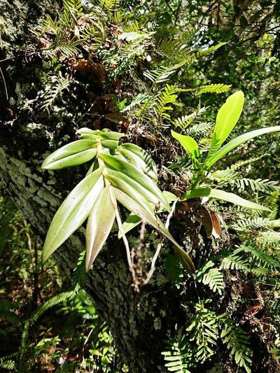 Epidendrum amphistomum, photographed by Adam Pitcher