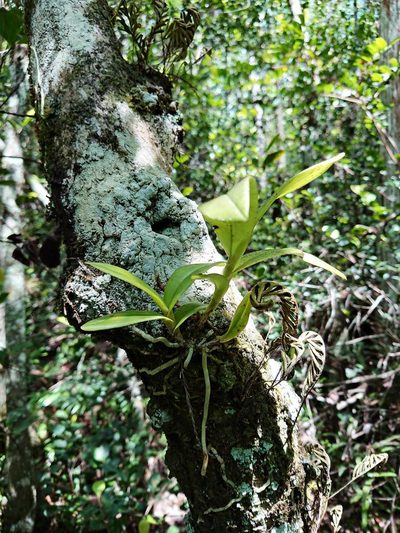 Epidendrum amphistomum, photographed by Adam Pitcher