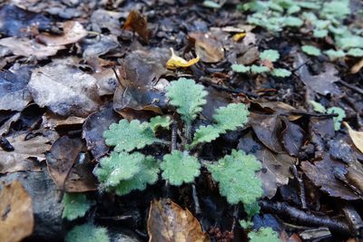 Lagenophora pinnatifida, photographed by John Barkla