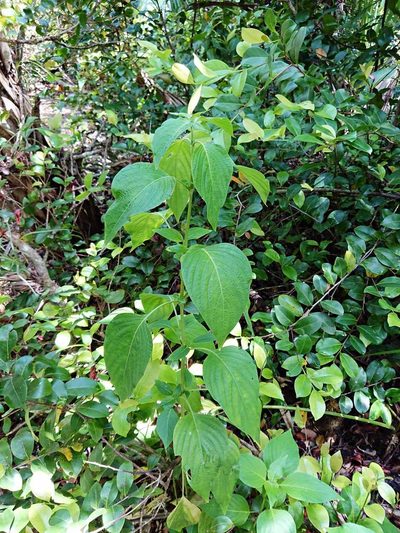 Barleria cristata, photographed by Adam Pitcher