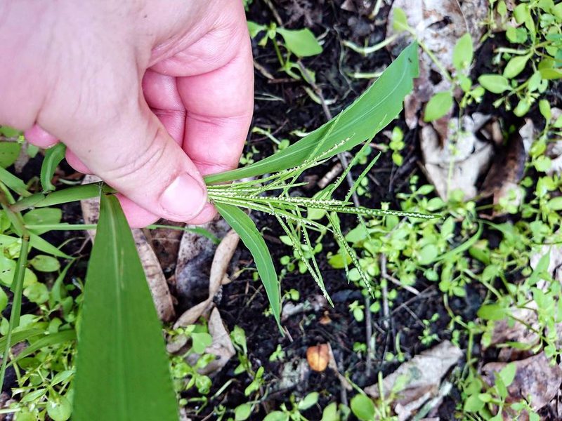 Paspalum repens, photographed by Adam Pitcher