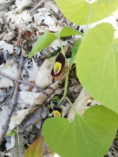 Aristolochia steupii, photographed by Екатерина Кропочева