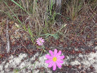 Sabatia decandra, photographed by Adam Pitcher