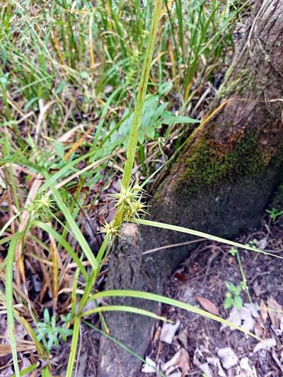 Carex gigantea, photographed by Adam Pitcher