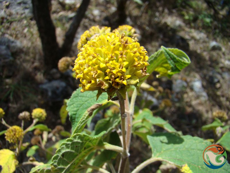 Viguiera sphaerocephala, photographed by Eugenio Padilla